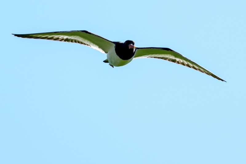 Foto: Sven Peter 